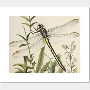 Dragonfly Posters and Art